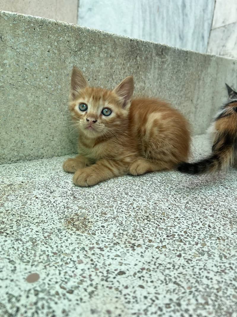Kittens 7