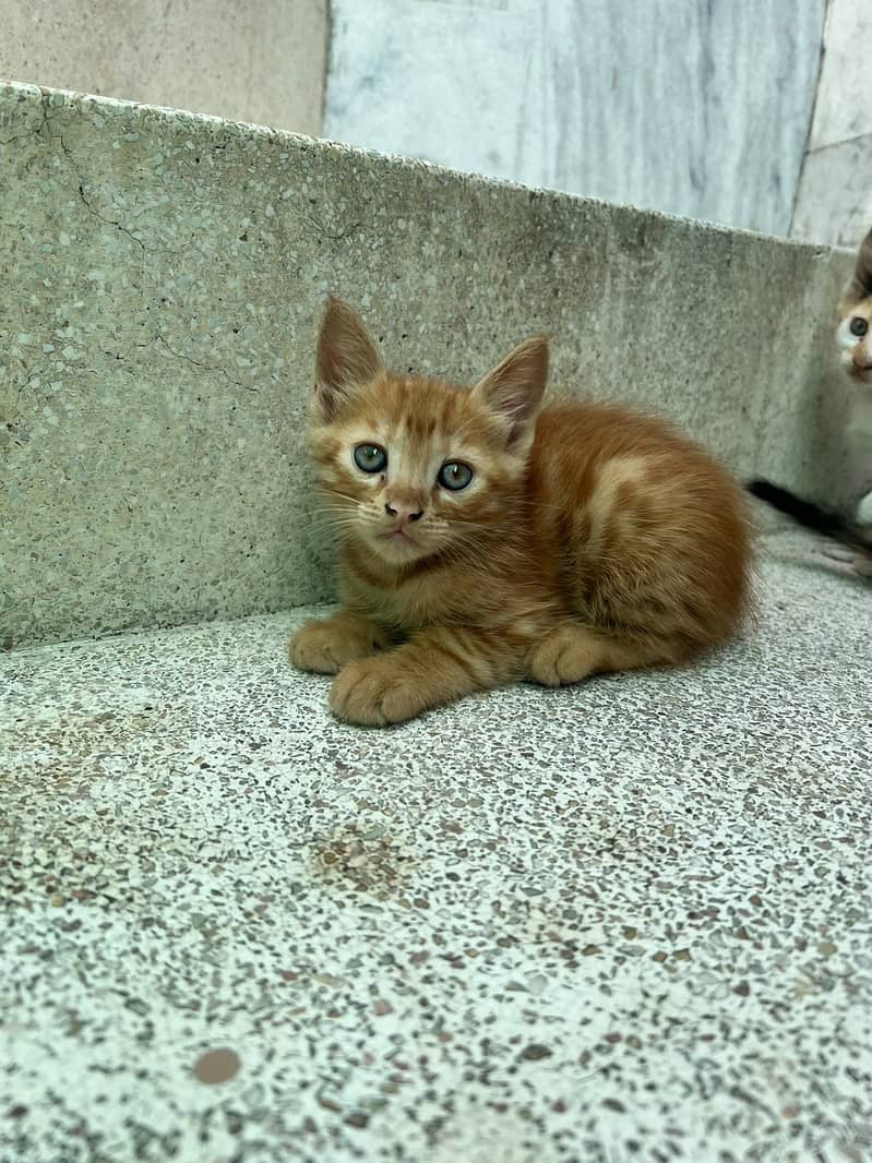 Kittens 8