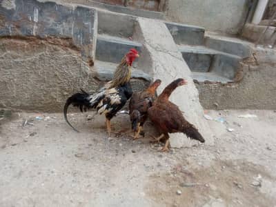 hens for sale