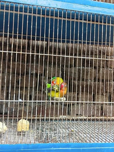 cage or birds for sale 4 pair lagy huy Charon pair ka cross ho chuka