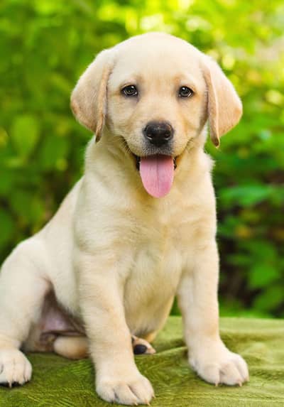 labdoor female puppy for sale
