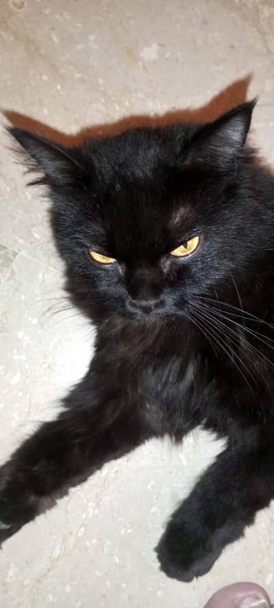 persion black cat