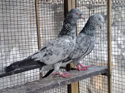 sharmeela zeera pair for sale