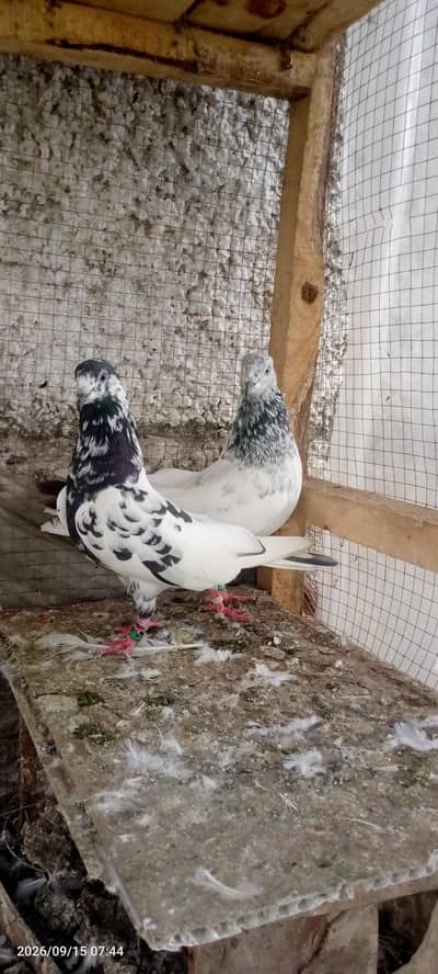 Sialkoti and high flyers patte wala pair