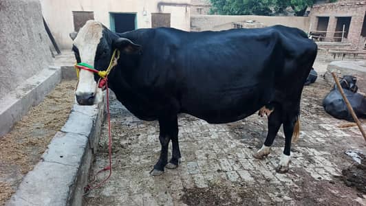 Friesian cow/ Pregnant Cow/