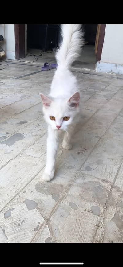 Persian cat