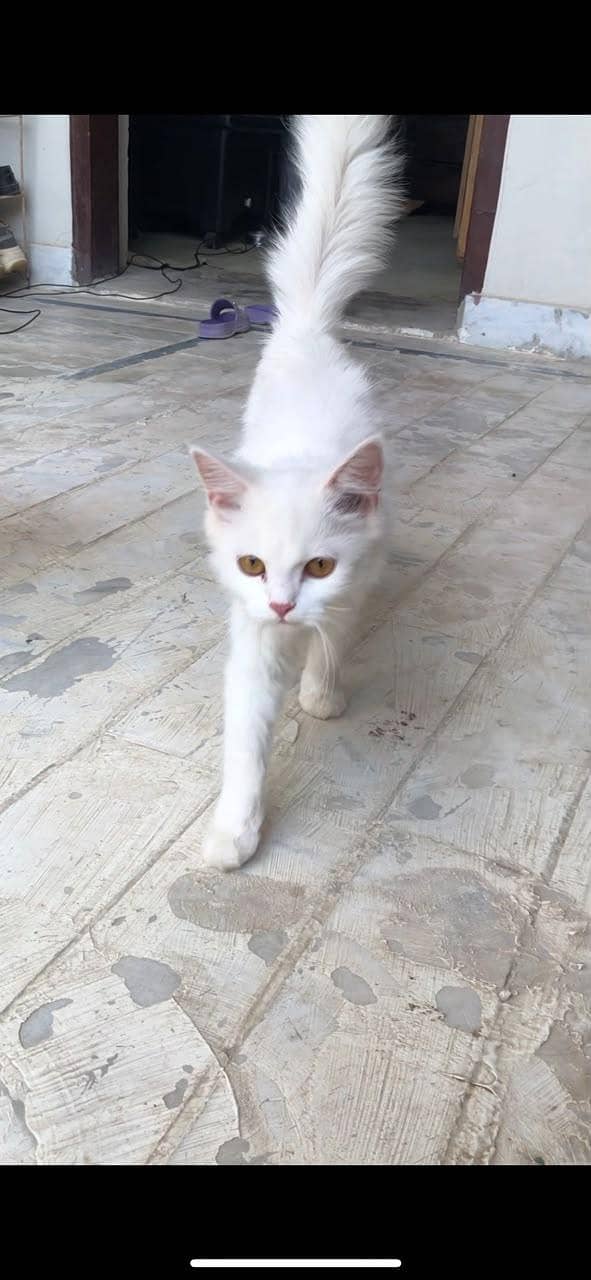 Persian cat 0