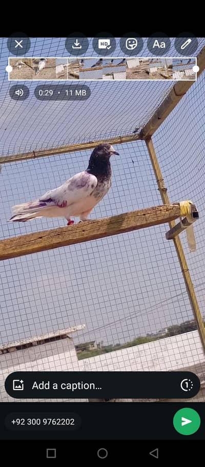 bht ache parwazi kabootar hain