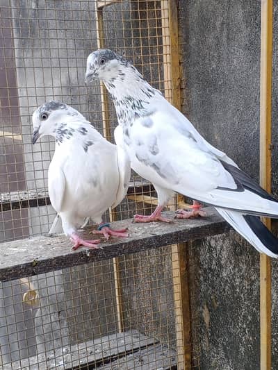 35 Wala batara pair for sale