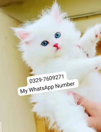 persian kitten for urgent sale