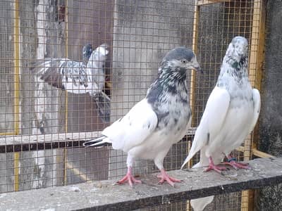 batara pair for sale