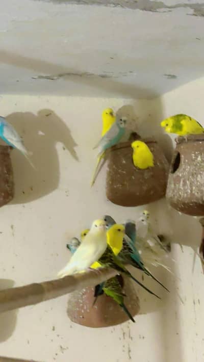 Asturalin parrot big size and healthy ative with boss