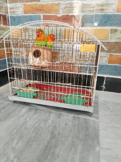 2 LoveBirds For Sale