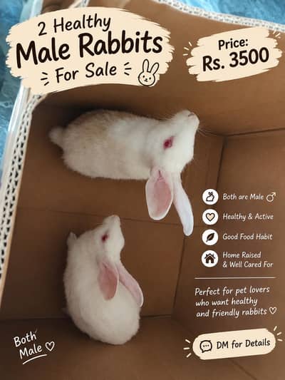 2 healthy white male rabbits for sale_home raised_ RS 3500