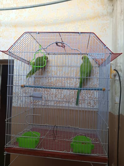 Dono hanth p ate hen  03101154612