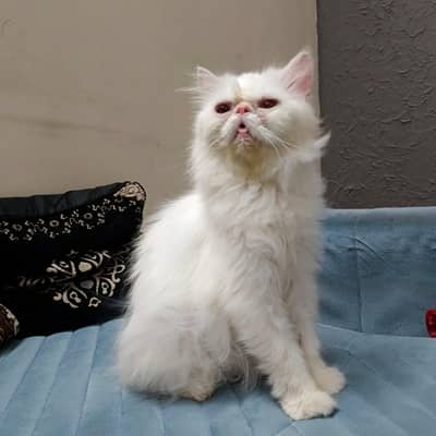 pikki face high quality female vaccination done