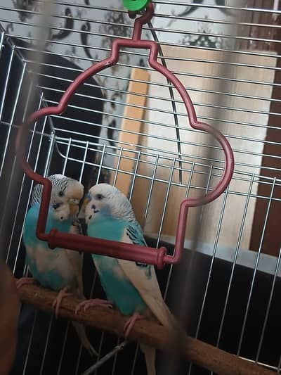 Australian Parrot with Cage