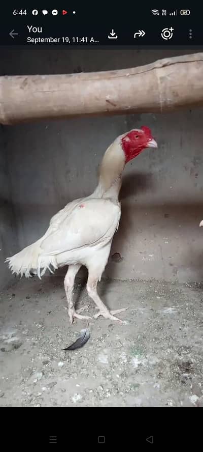 Heera Aseel