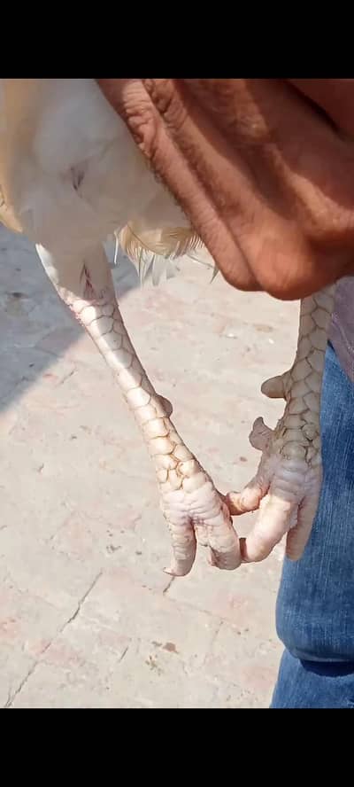 Heera Aseel