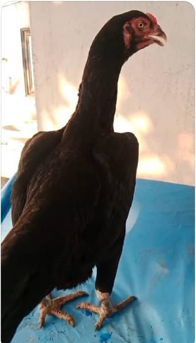 Pure mushki Madi for sale