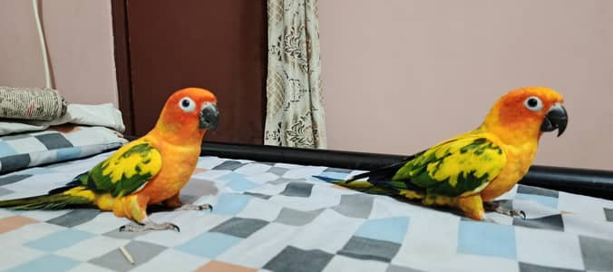 Sunconure Pair Full Tame