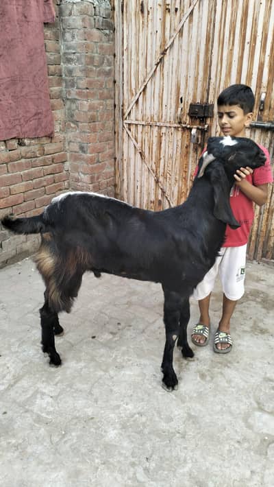 Desi nasal bakra