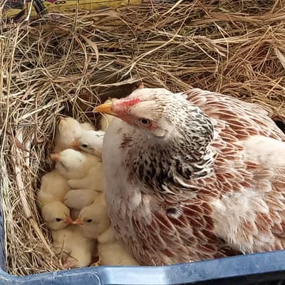 1 desi hen with 14 chicks and 1 egg laying misri hen