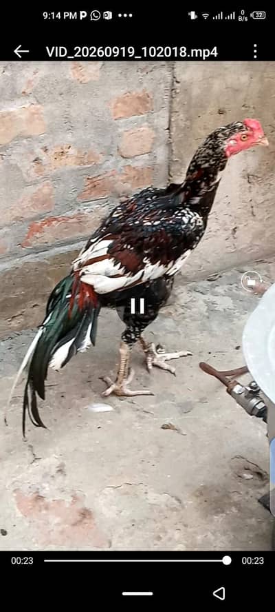 Aseel murga for sale