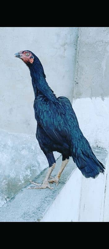 highe quality birds low price