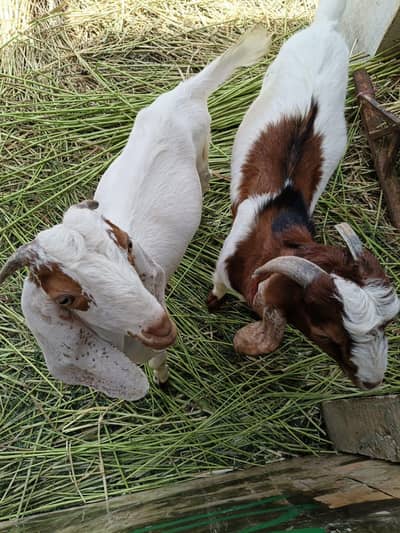 Bakra for sale