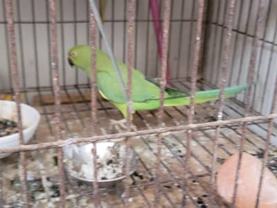 sindhi toota parrot