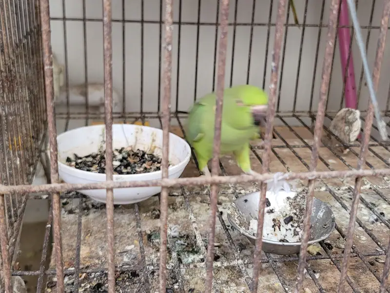 sindhi toota parrot — photo 2