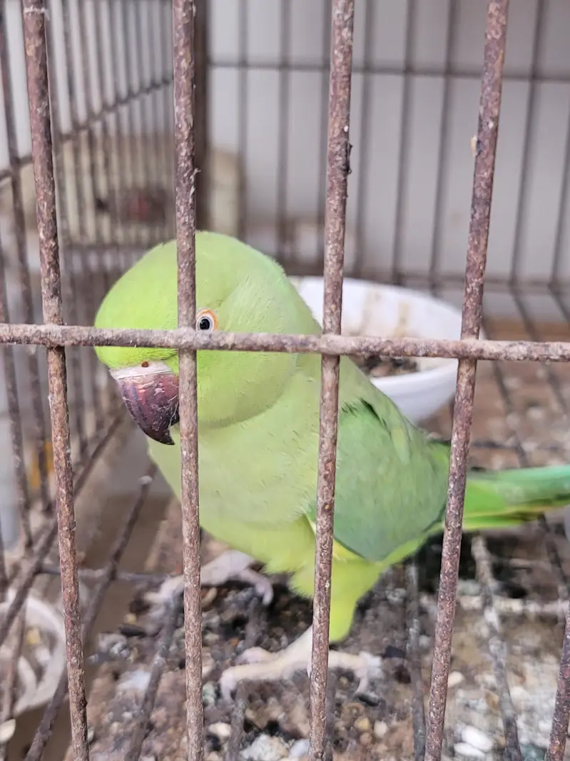 sindhi toota parrot — photo 3