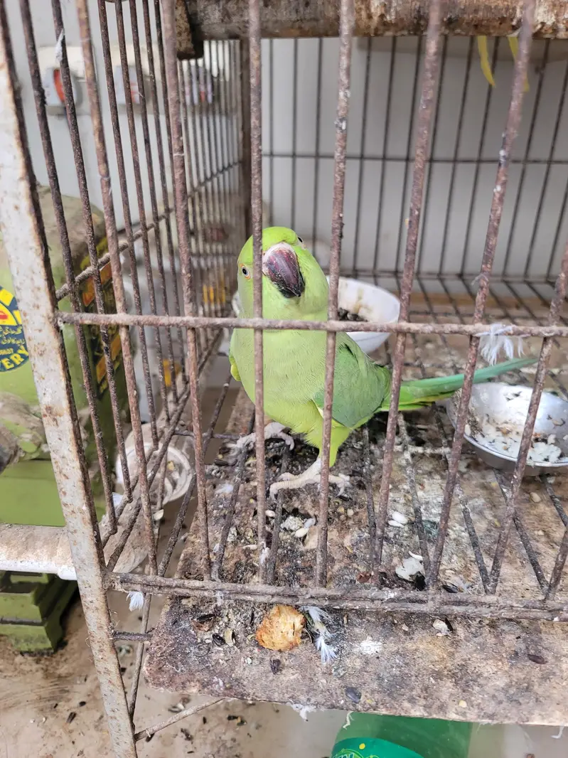 sindhi toota parrot — photo 4