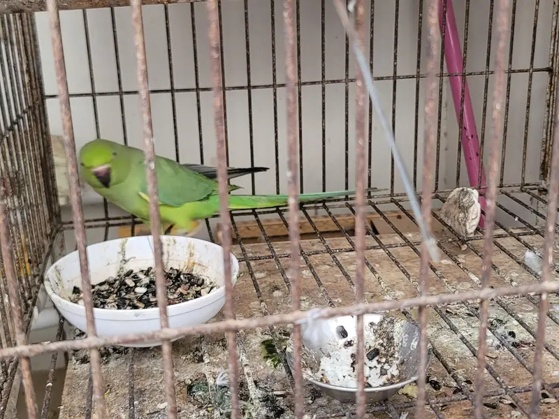 sindhi toota parrot — photo 5