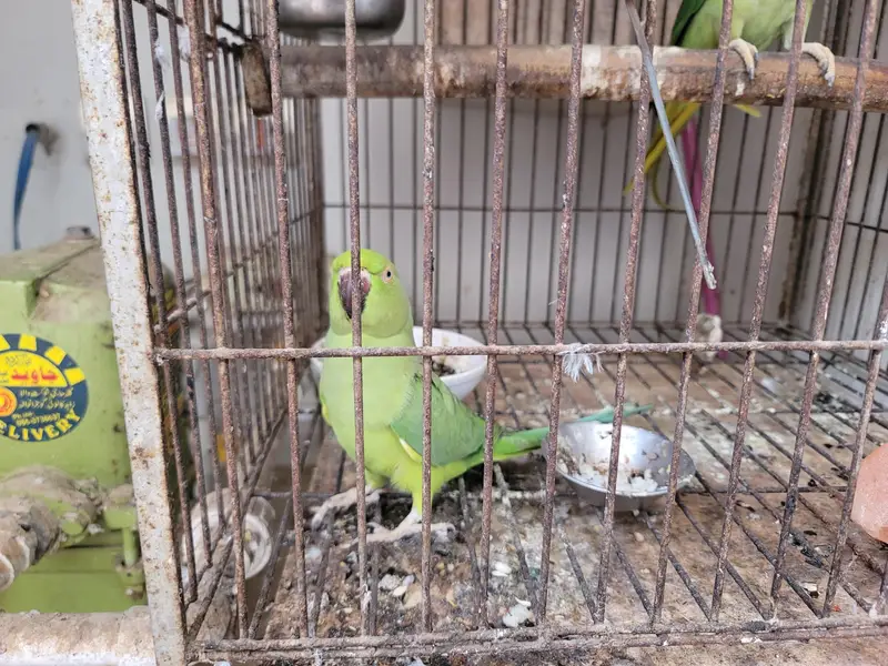 sindhi toota parrot — photo 6