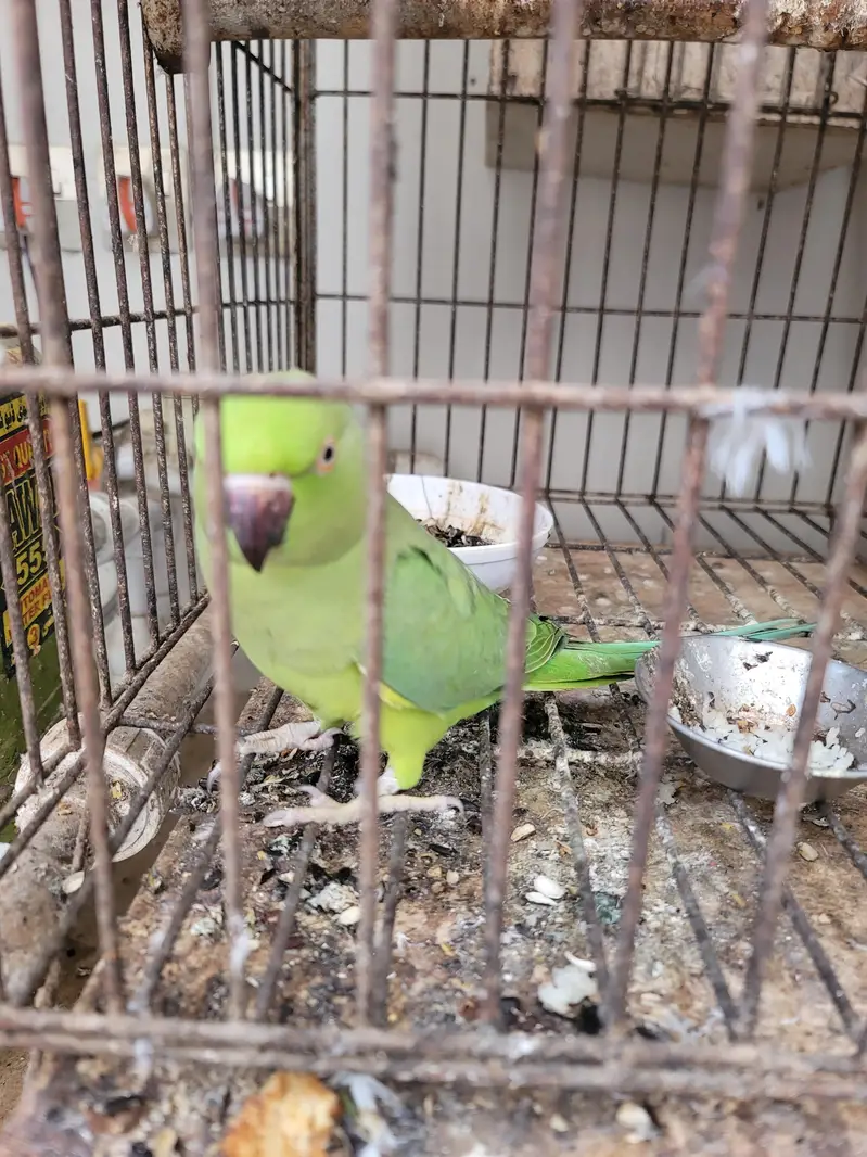 sindhi toota parrot — photo 7