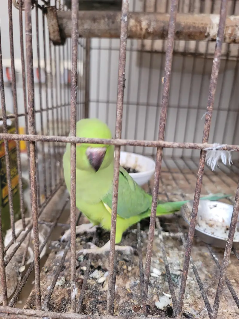 sindhi toota parrot — photo 8