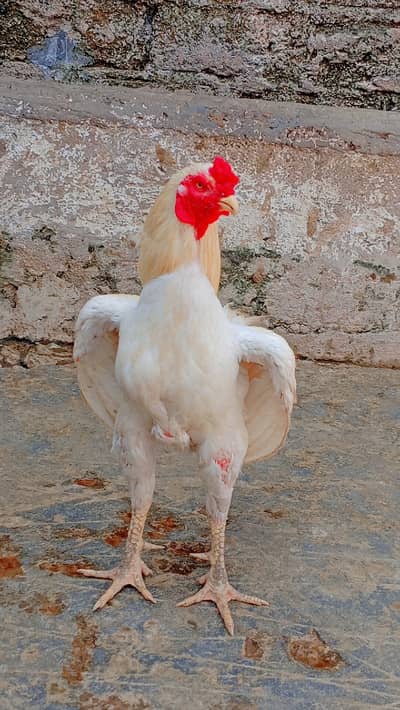 white heea murga top quality