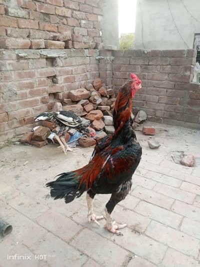 shamo pair 2 years or hen 1.5 years 03214327917