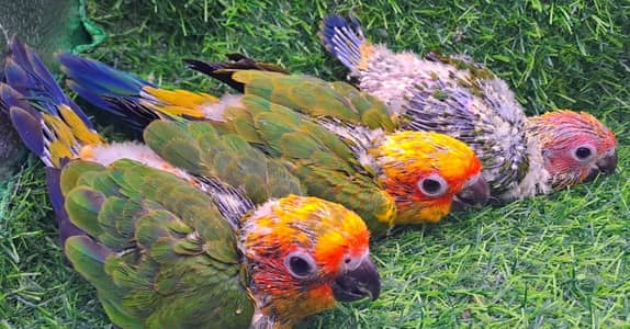 sun conore parrot chicks
