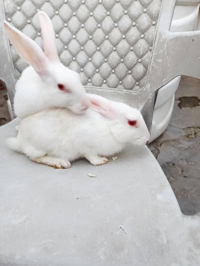Rabbit red eyes