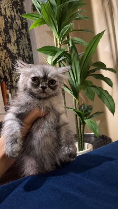 Beautiful Fluffy Grey Kitten for Sale – Home Raised & Friendly