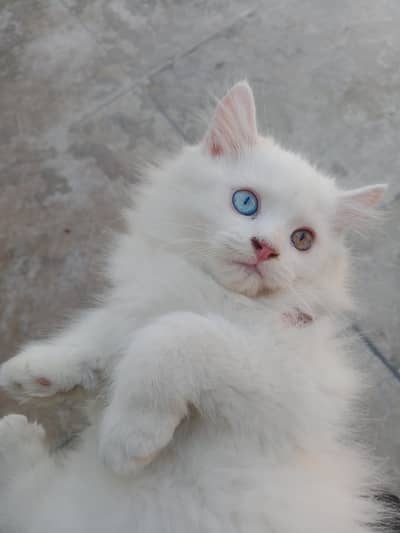 persian cats