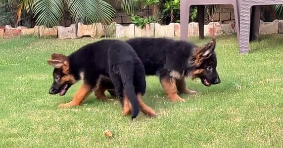 German Shepherd long coat puppies for sale  WhatsApp me 03476326175