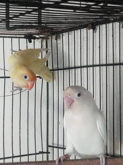 cute parrot pairs