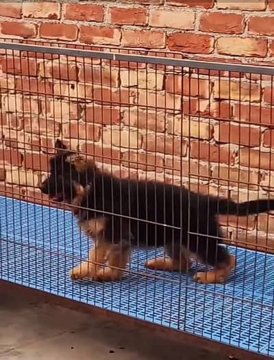 German Shepherd long coat puppies for sale  WhatsApp me 03476326175