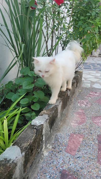 Persian Male
