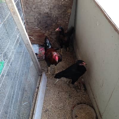 Aseel Hens