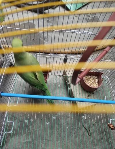 Green parrot